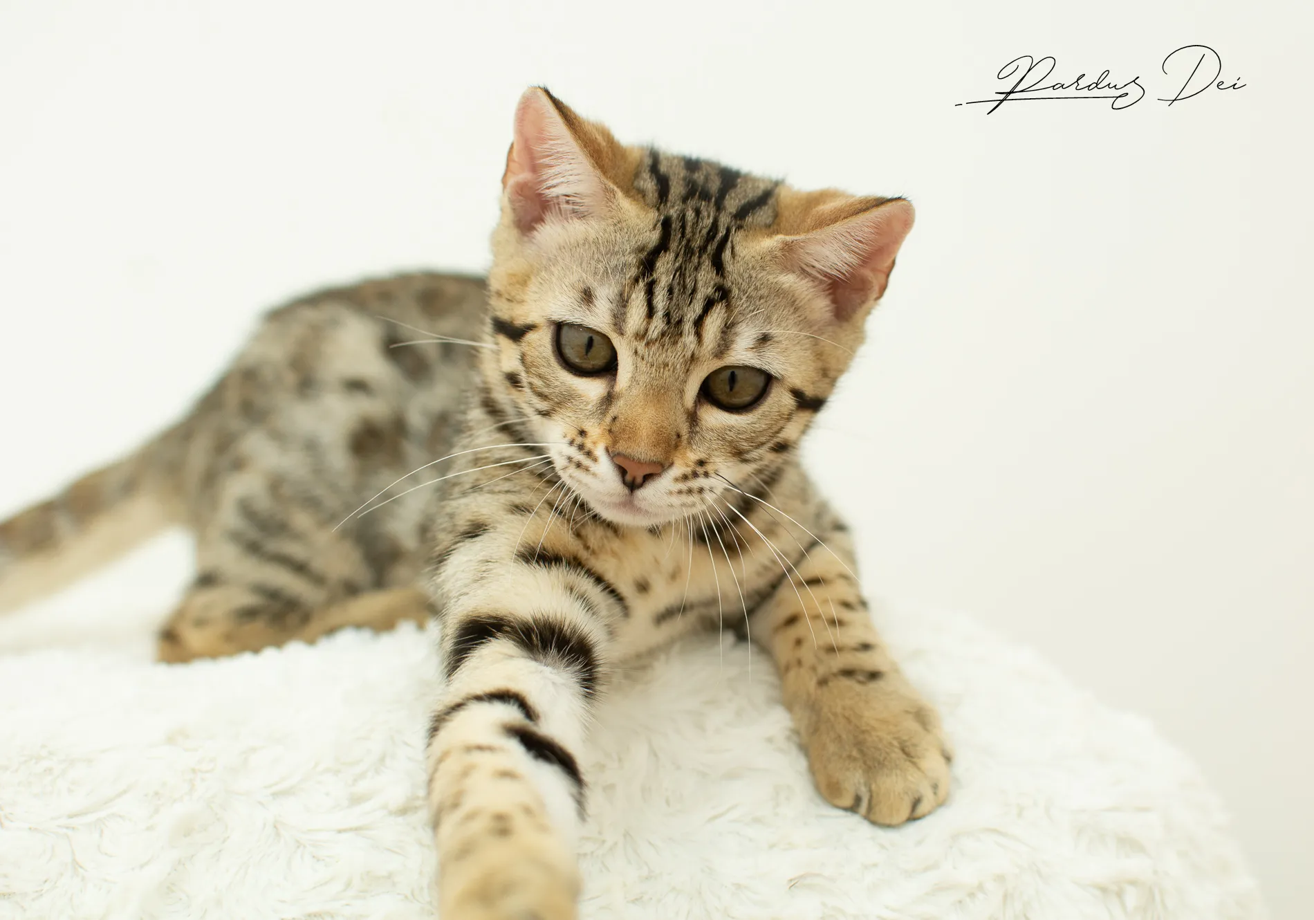 chaton bengal
